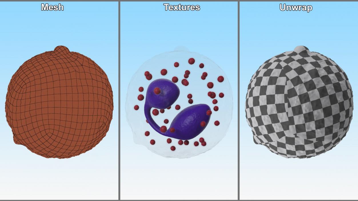 Blood Cells Collection 3 3D model