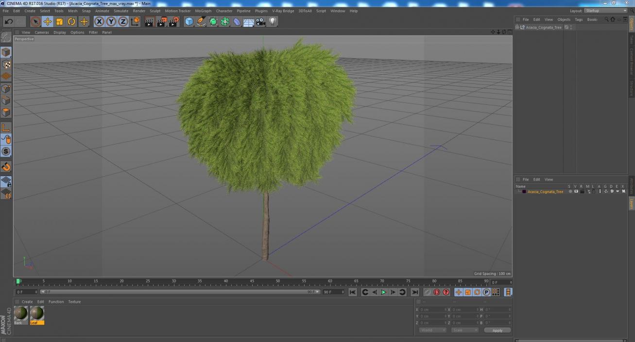 Acacia Cognata Tree 3D model