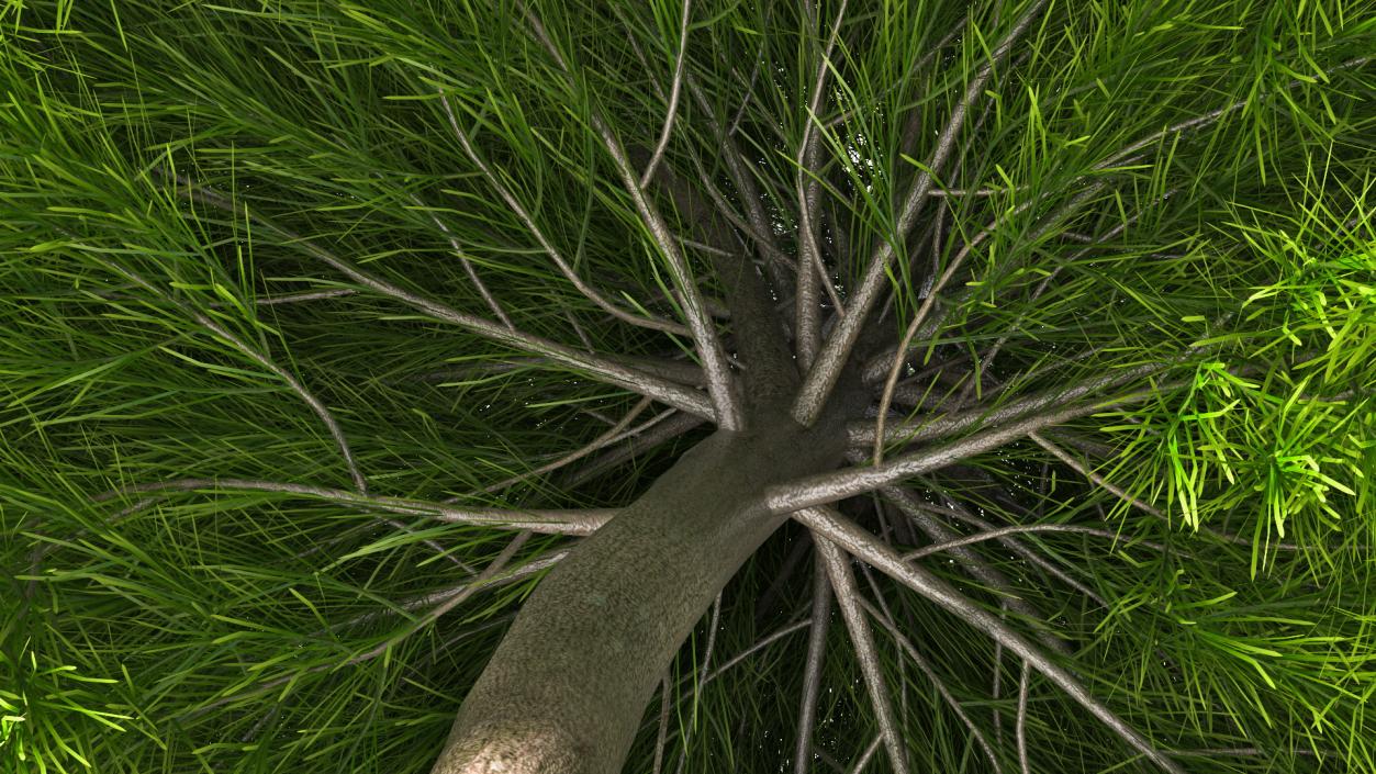 Acacia Cognata Tree 3D model