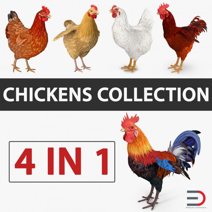 3D Rooster and Chickens Collection