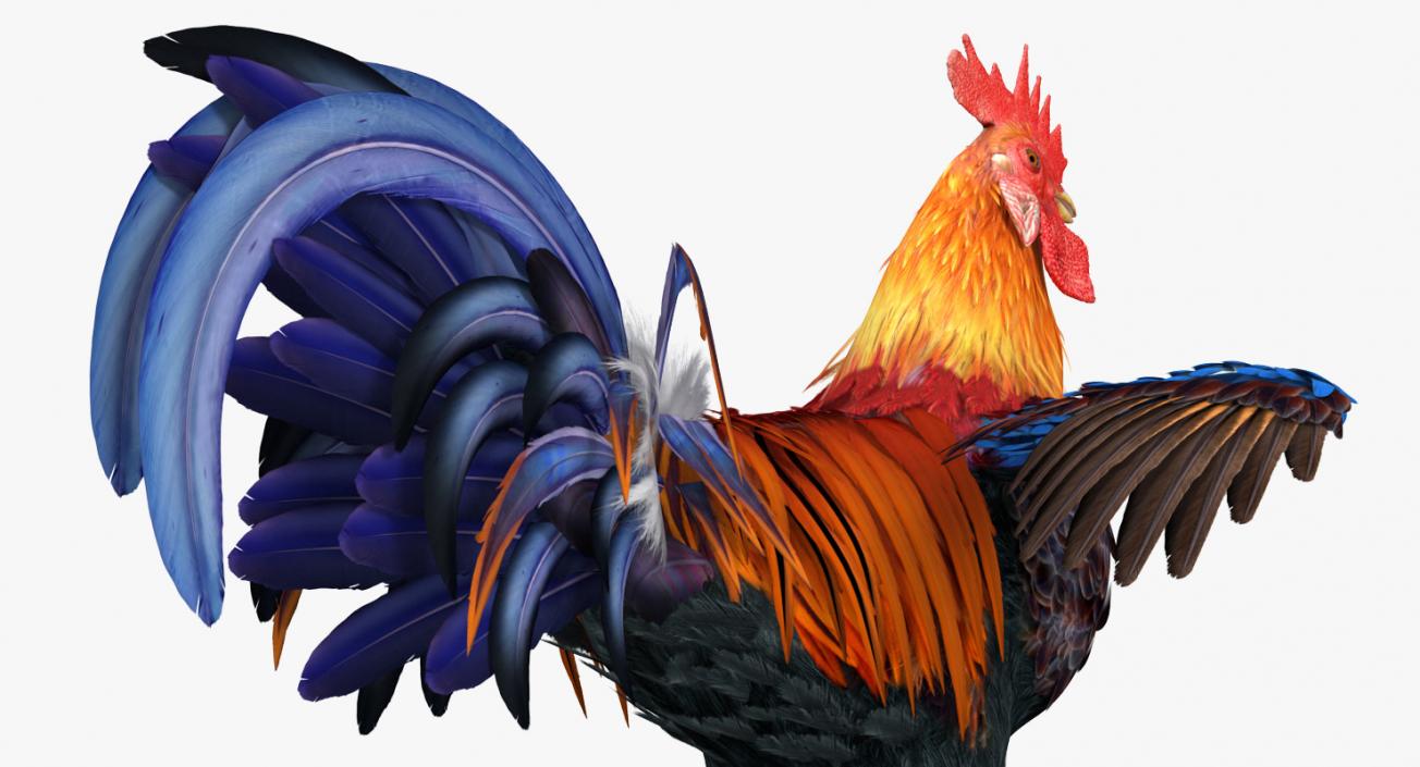 3D Rooster and Chickens Collection