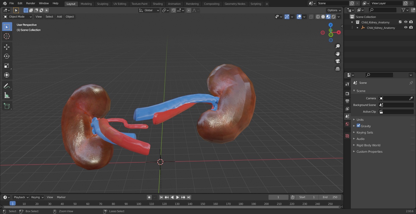 3D model Child Kidney Anatomy