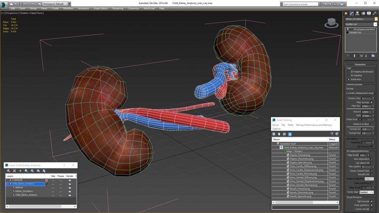 3D model Child Kidney Anatomy