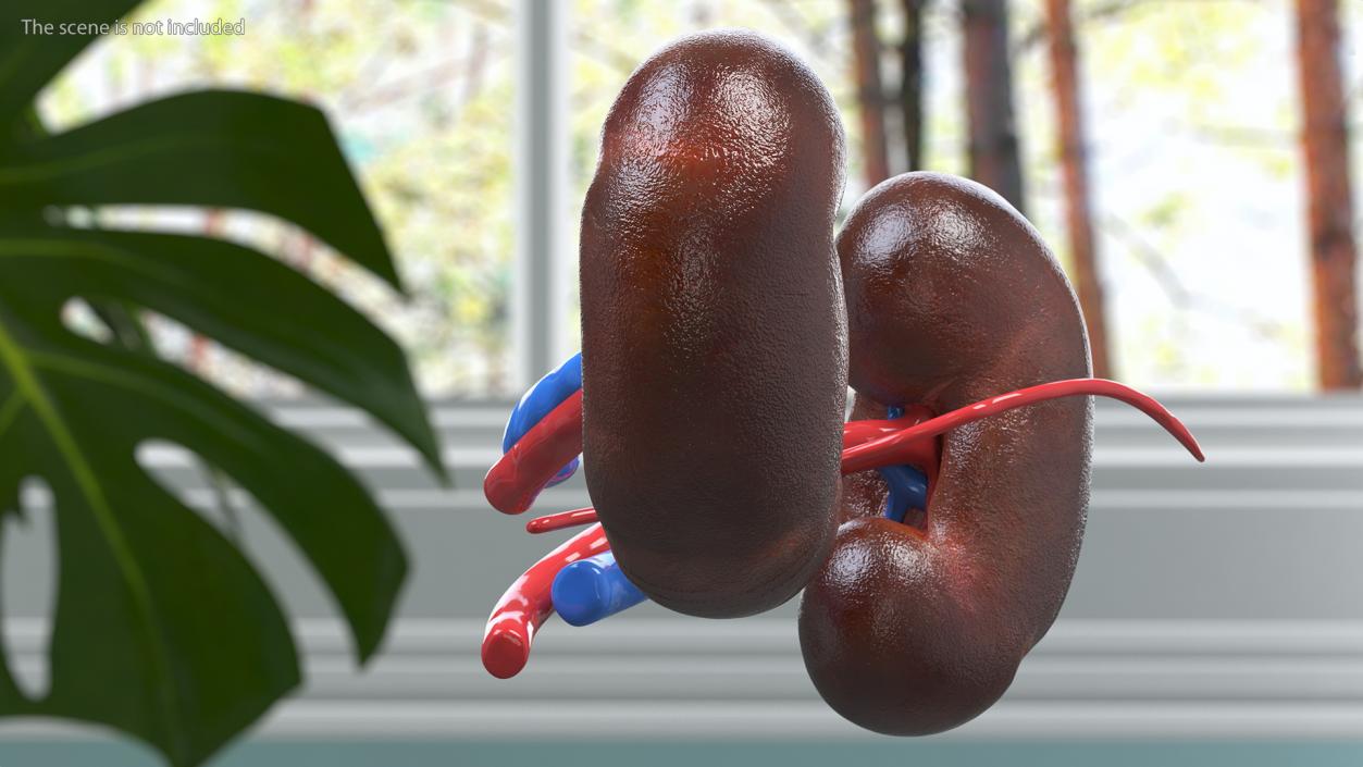 3D model Child Kidney Anatomy