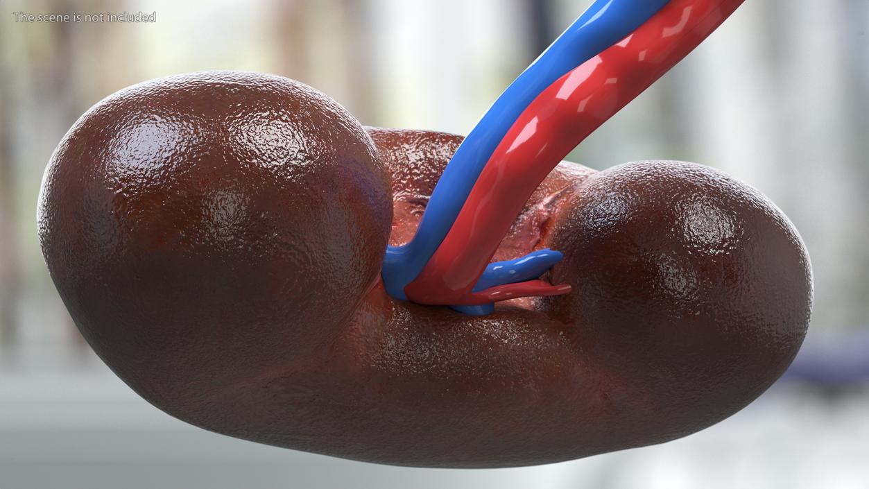 3D model Child Kidney Anatomy