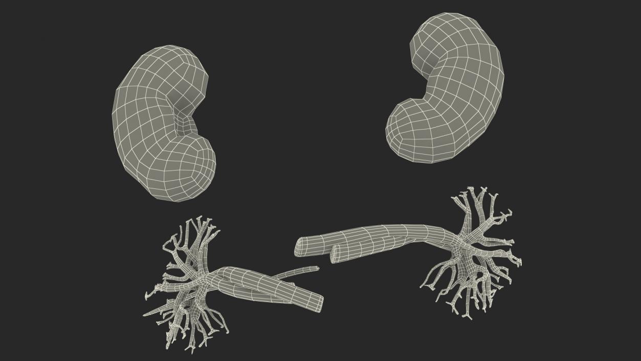 3D model Child Kidney Anatomy