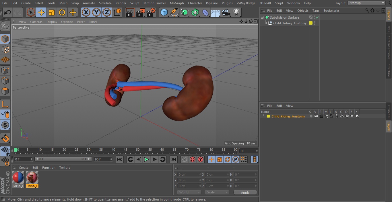 3D model Child Kidney Anatomy