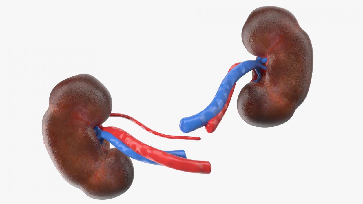 3D model Child Kidney Anatomy