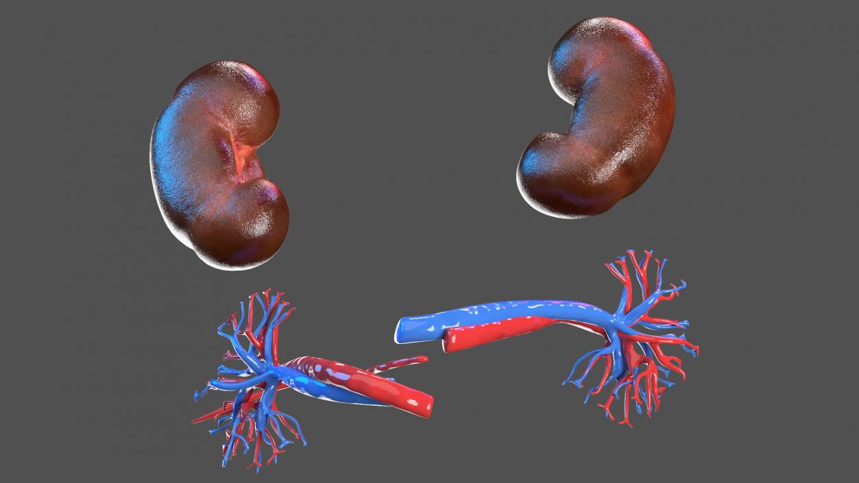 3D model Child Kidney Anatomy