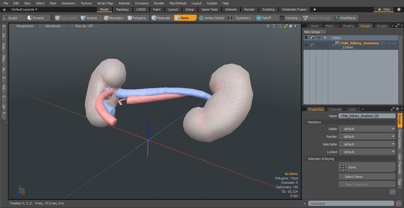 3D model Child Kidney Anatomy