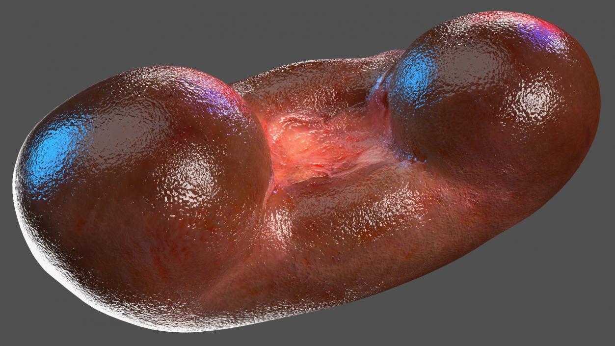 3D model Child Kidney Anatomy