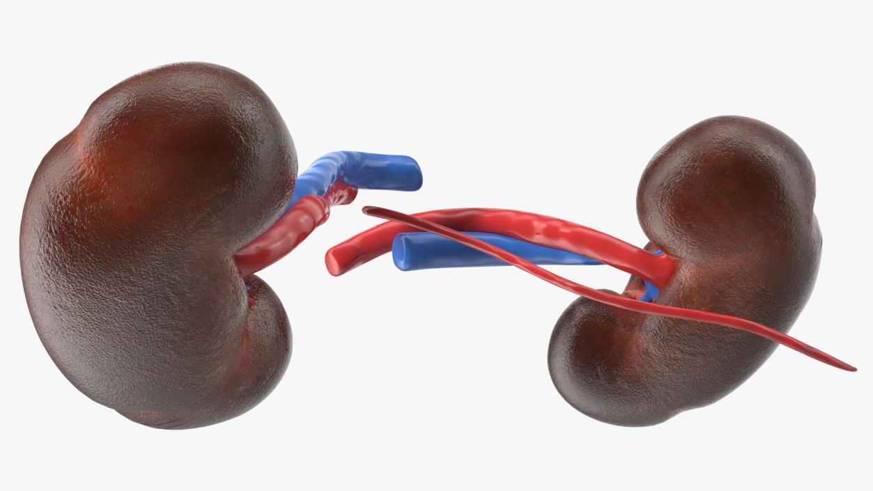 3D model Child Kidney Anatomy