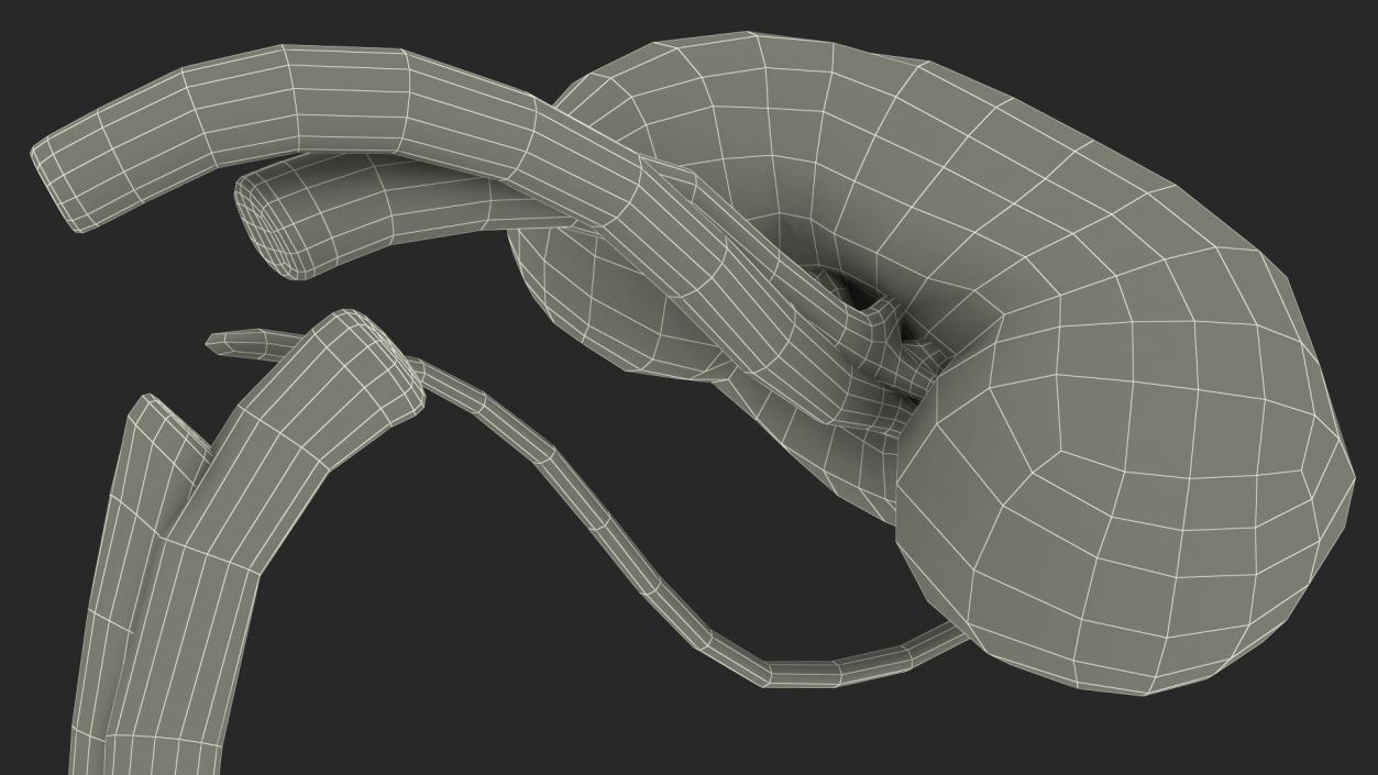 3D model Child Kidney Anatomy