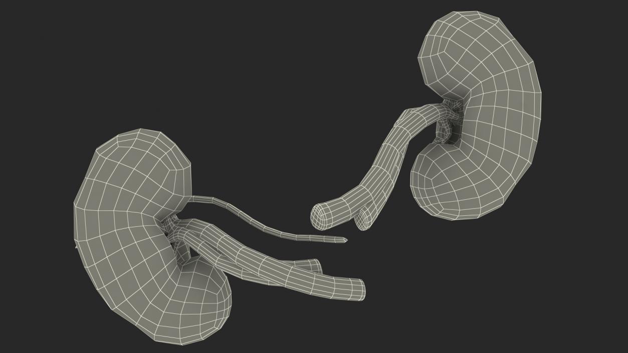 3D model Child Kidney Anatomy