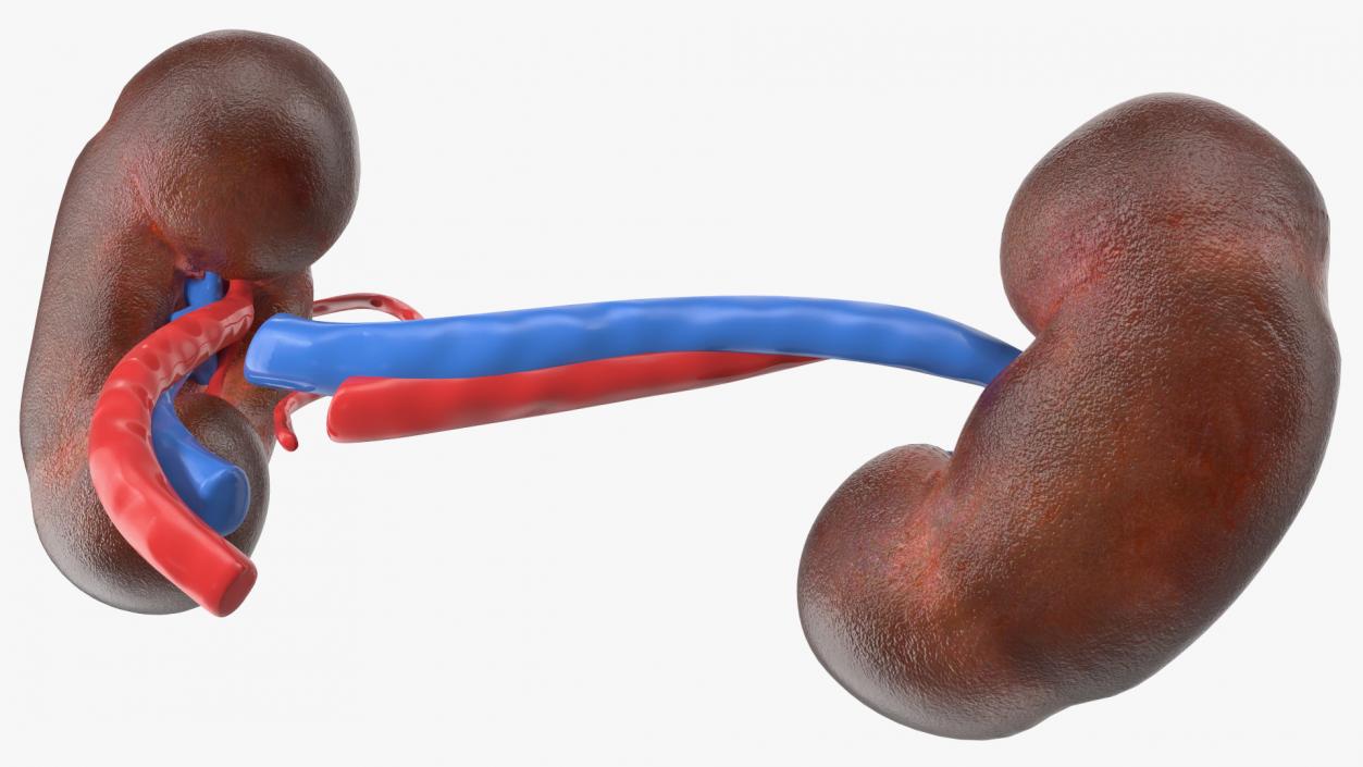 3D model Child Kidney Anatomy