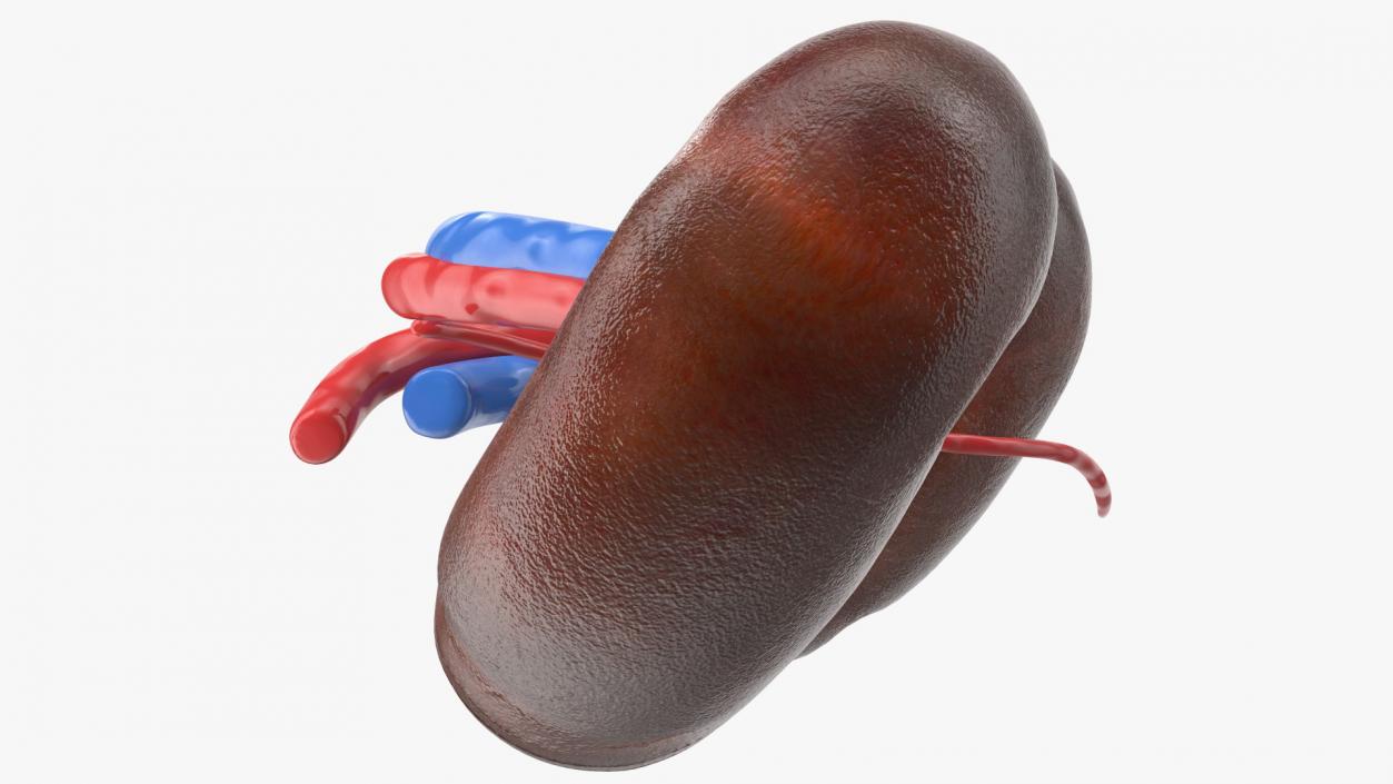 3D model Child Kidney Anatomy