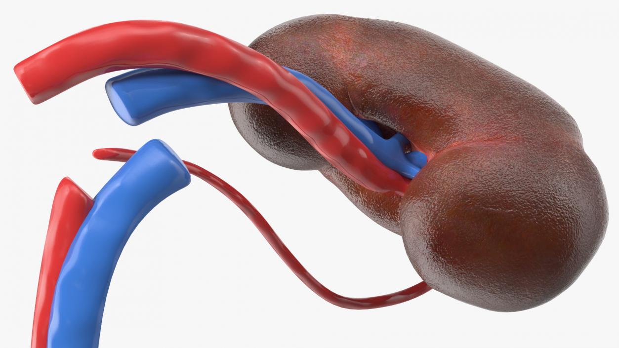 3D model Child Kidney Anatomy