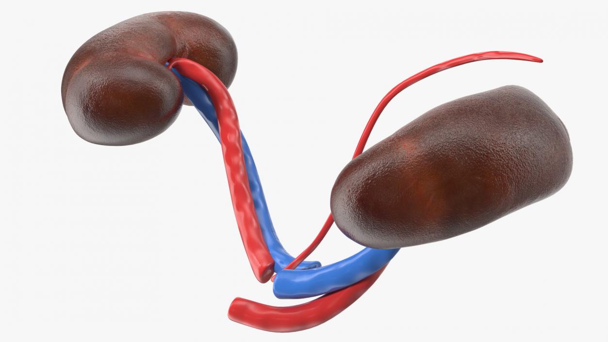 3D model Child Kidney Anatomy