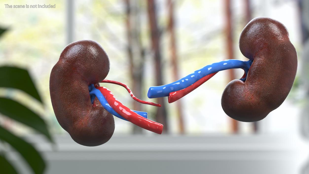 3D model Child Kidney Anatomy