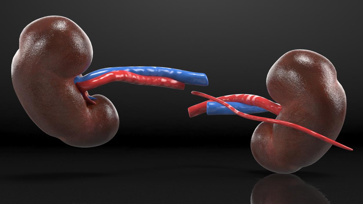 3D model Child Kidney Anatomy