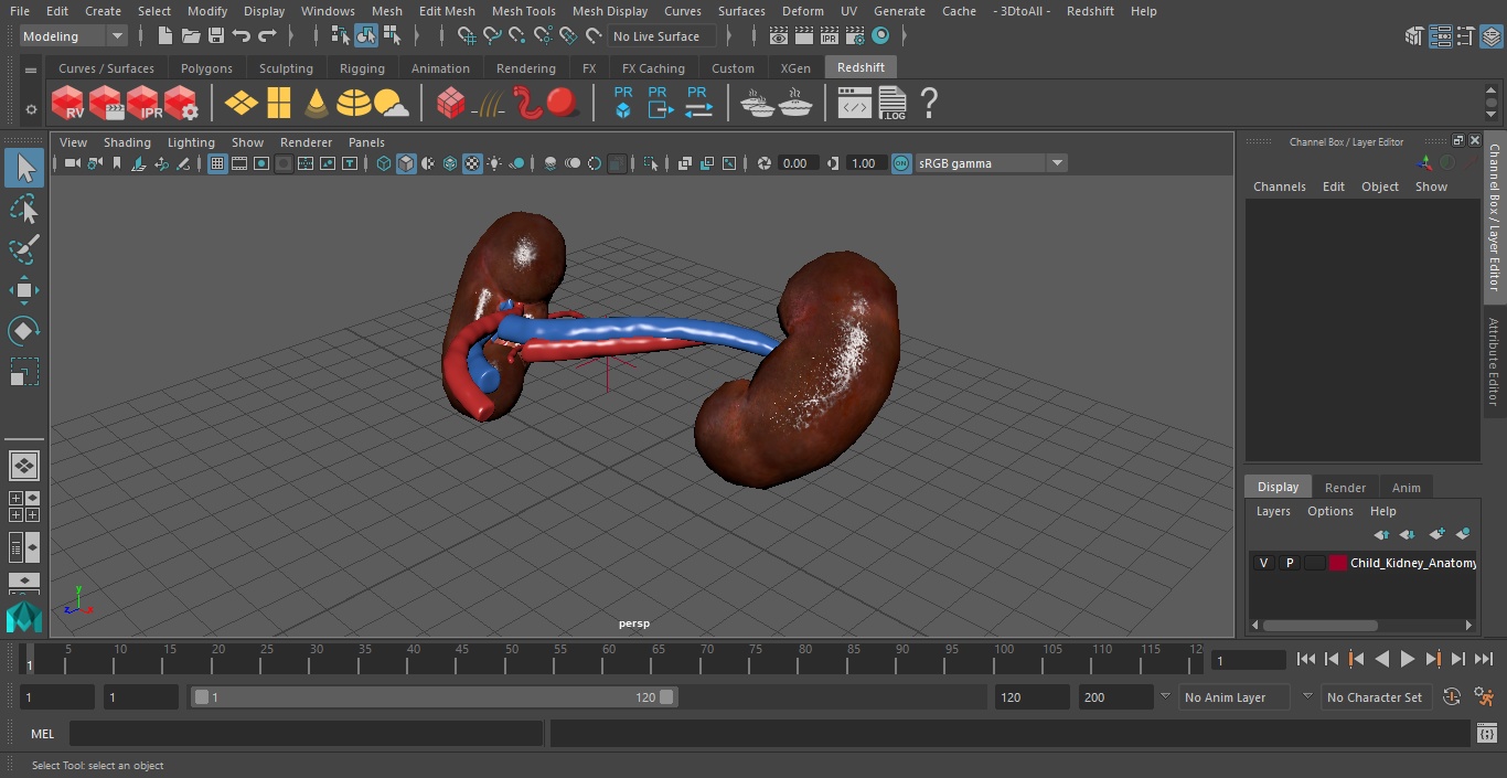 3D model Child Kidney Anatomy