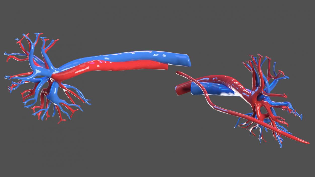 3D model Child Kidney Anatomy