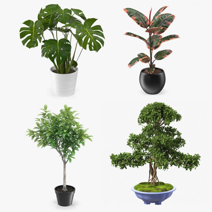 Houseplants Collection 2 3D model