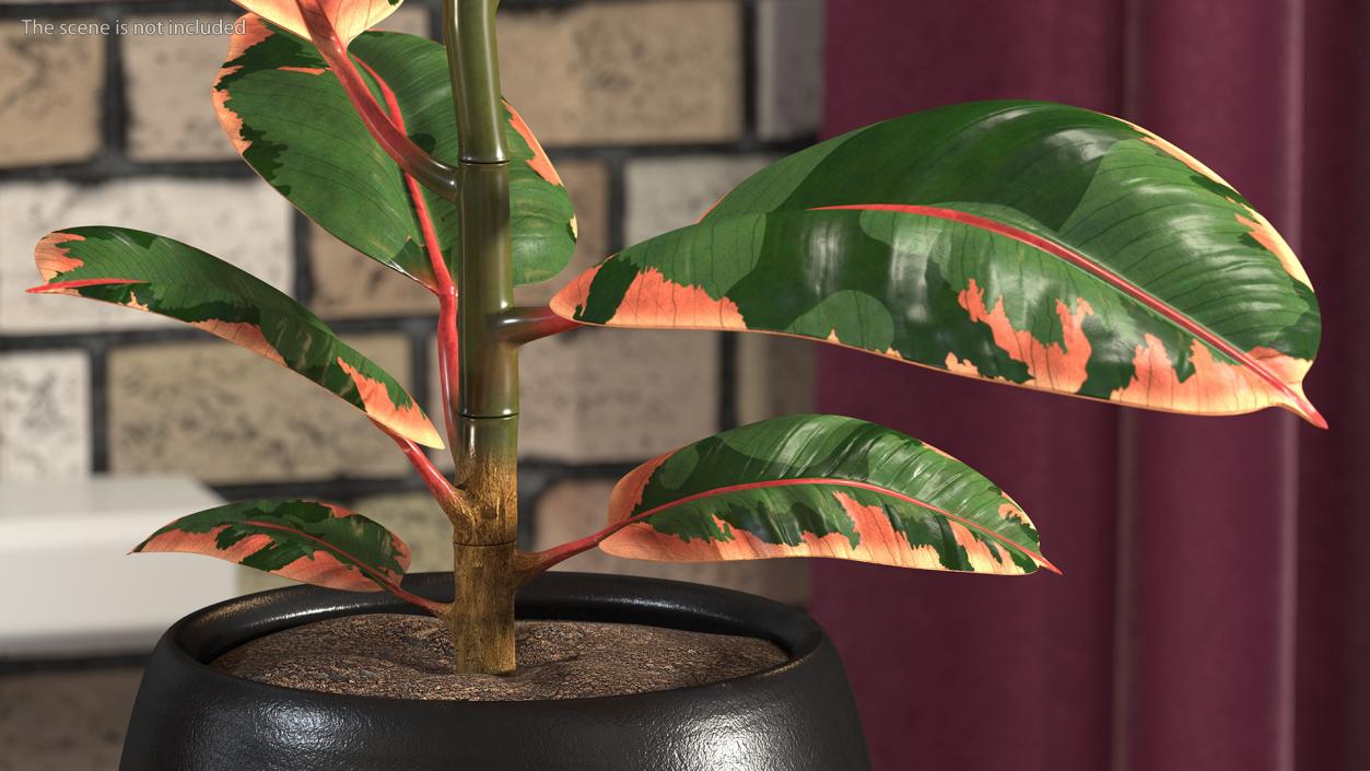 Houseplants Collection 2 3D model