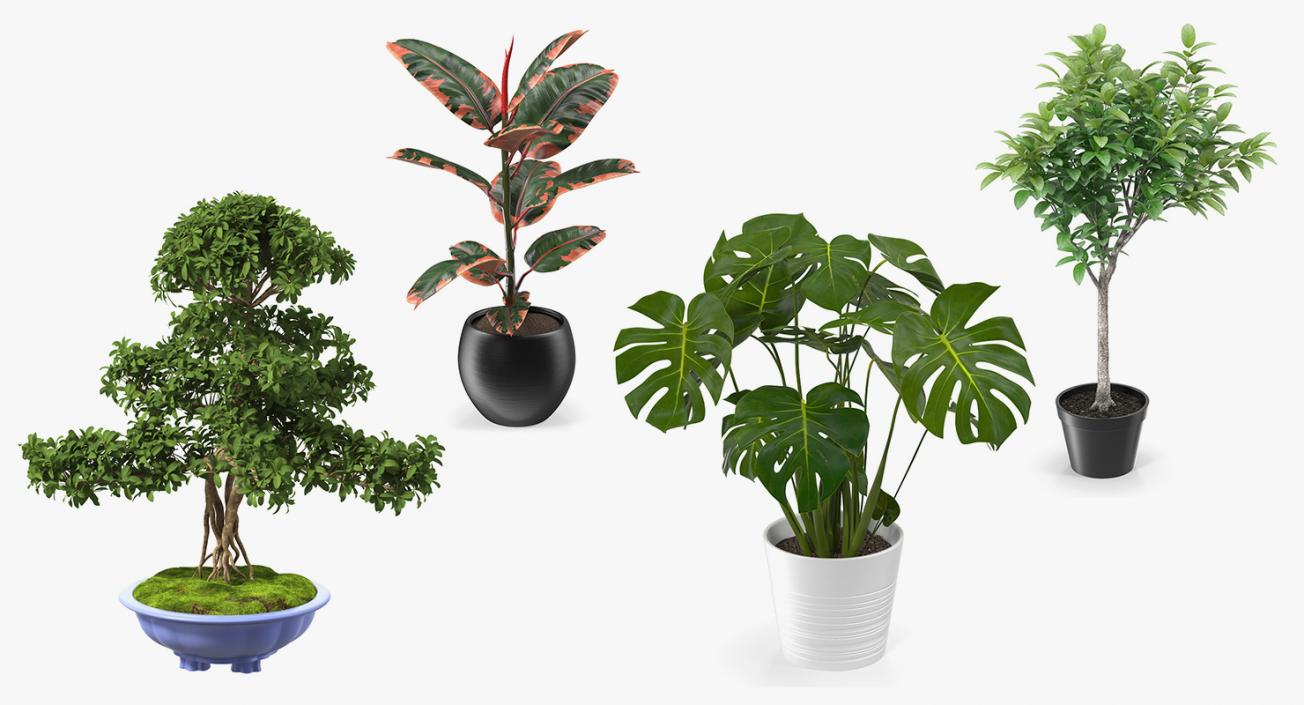 Houseplants Collection 2 3D model