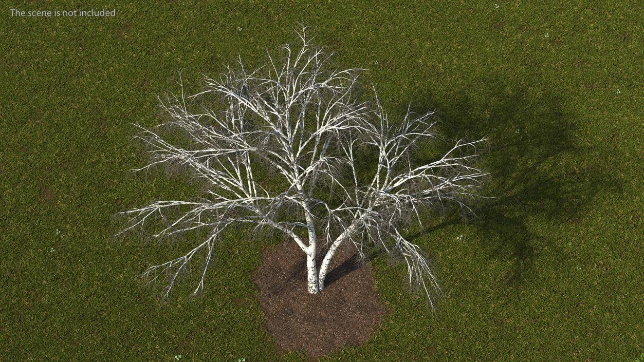 3D model Winter Trees Collection 6