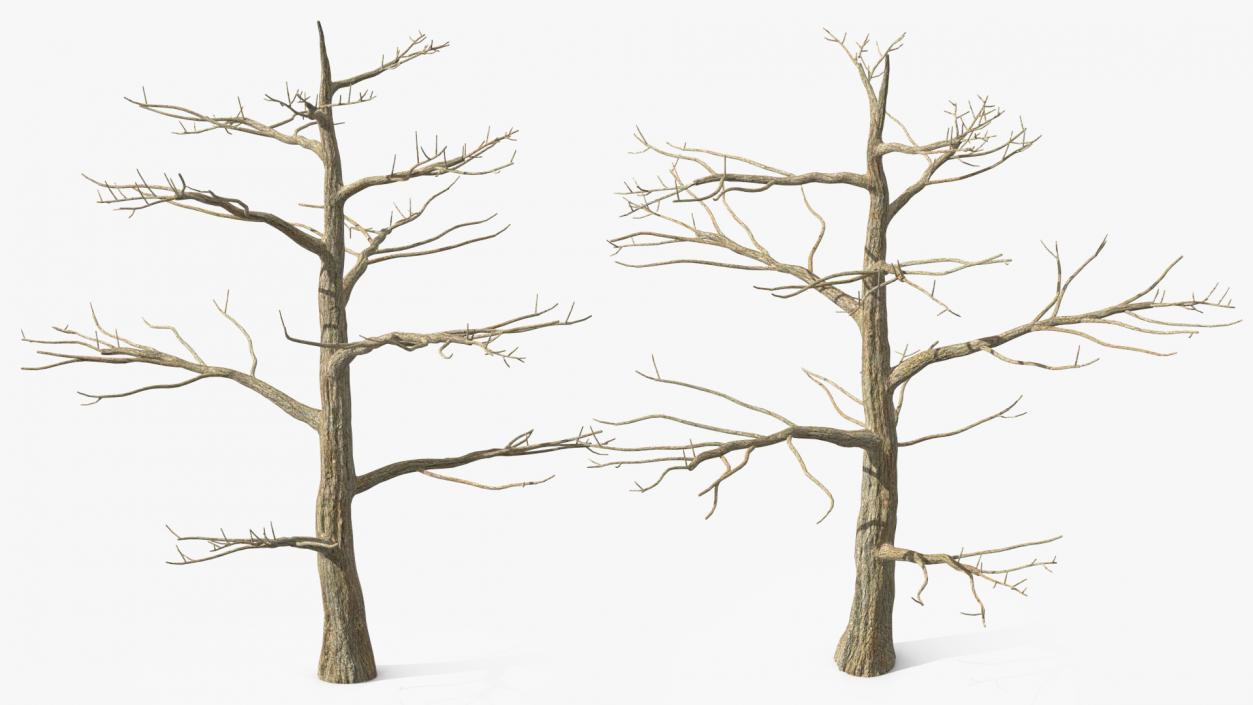 3D model Winter Trees Collection 6