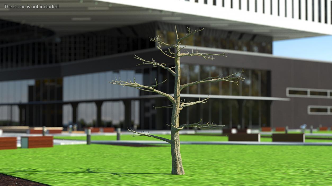 3D model Winter Trees Collection 6