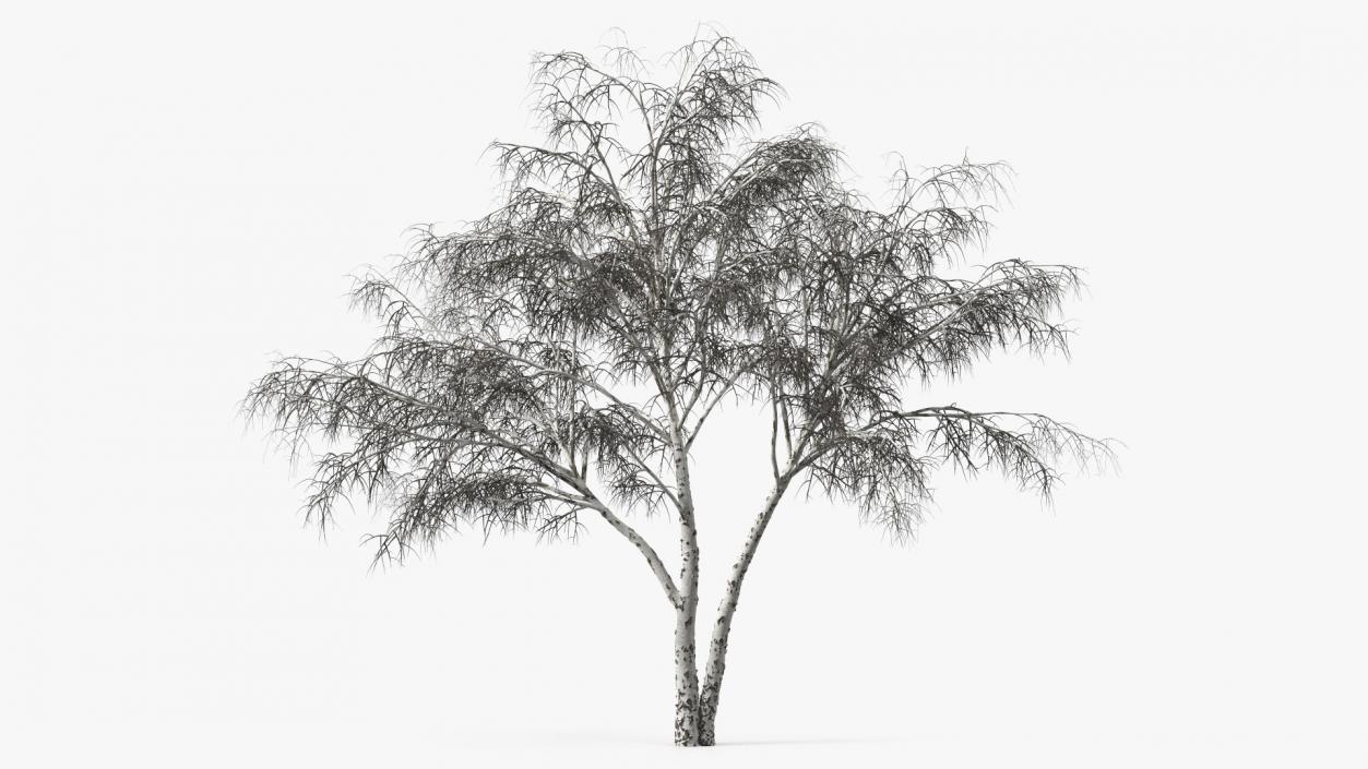 3D model Winter Trees Collection 6