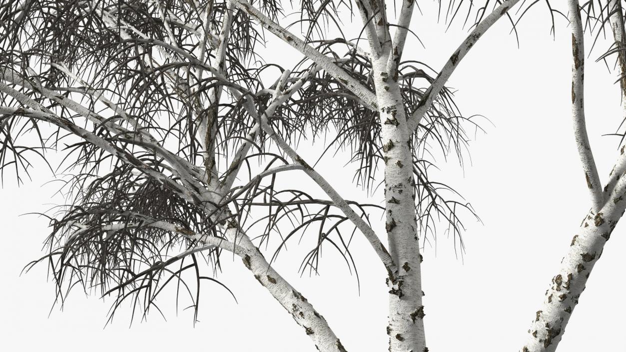 3D model Winter Trees Collection 6