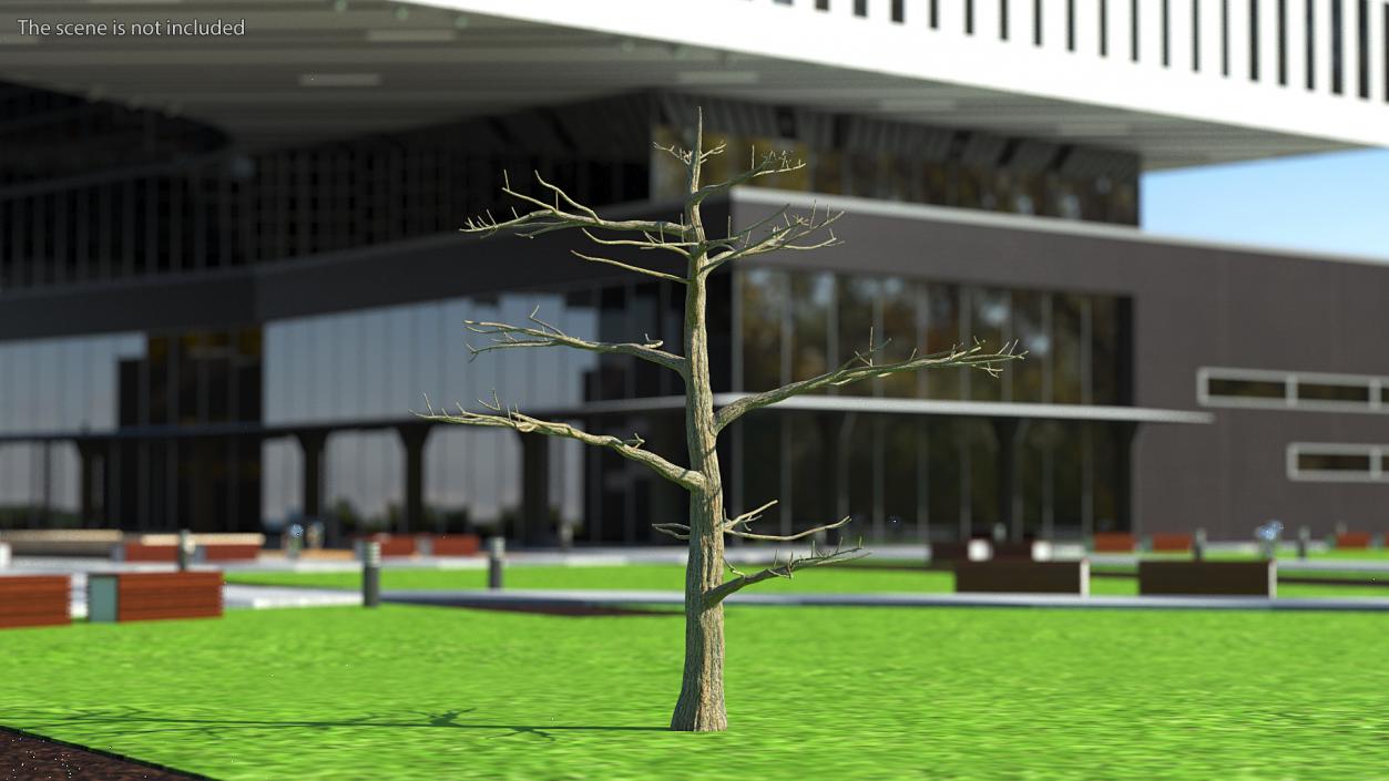 3D model Winter Trees Collection 6