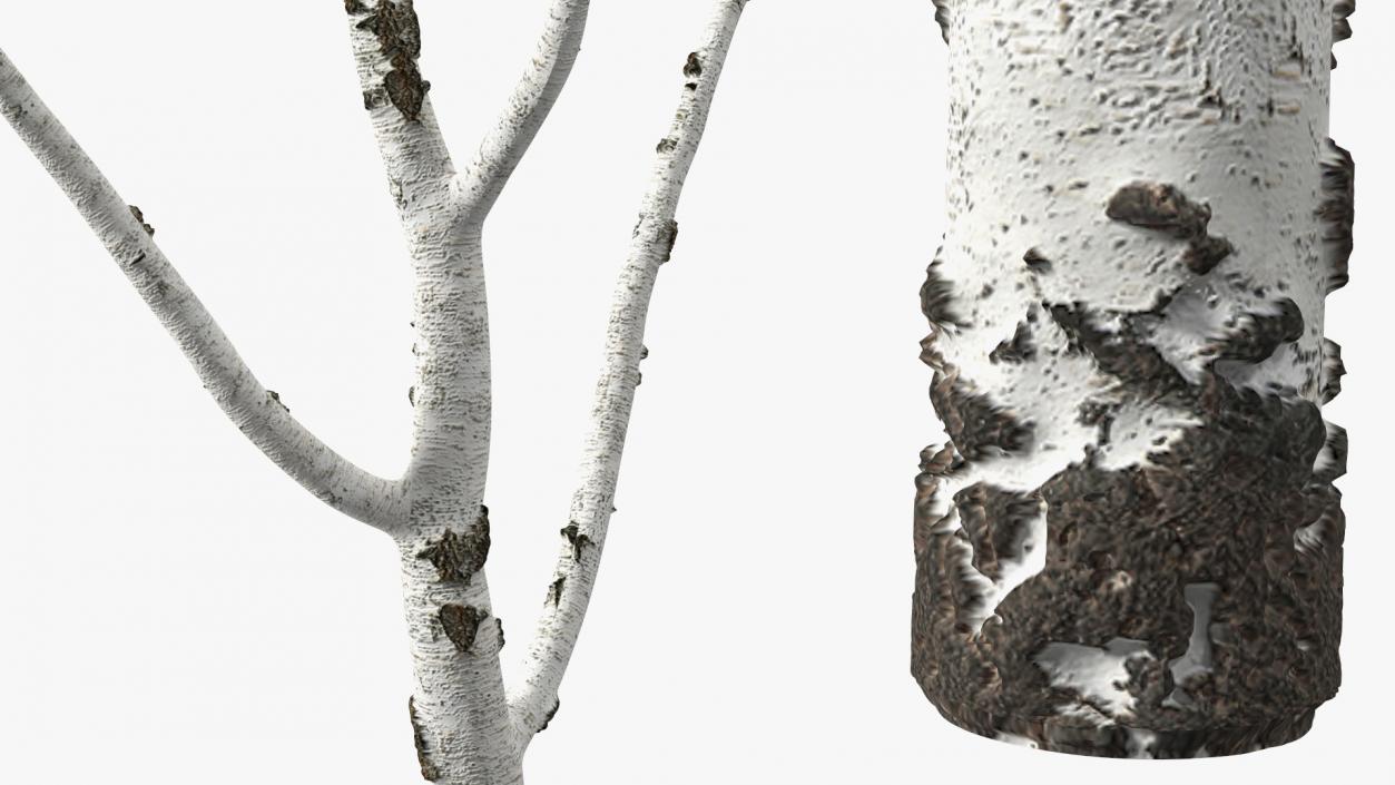 3D model Winter Trees Collection 6