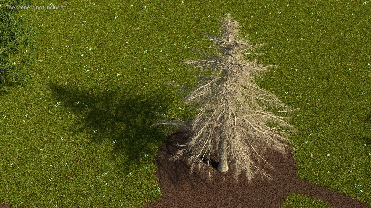 3D model Winter Trees Collection 6