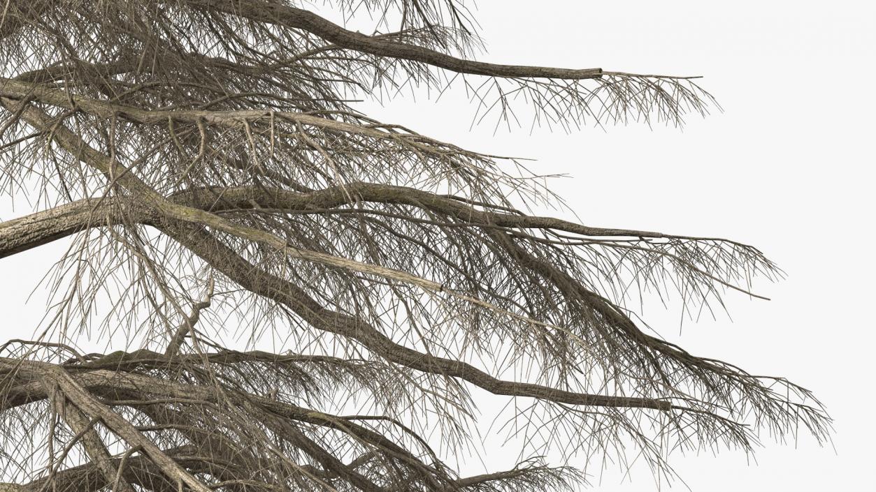 3D model Winter Trees Collection 6