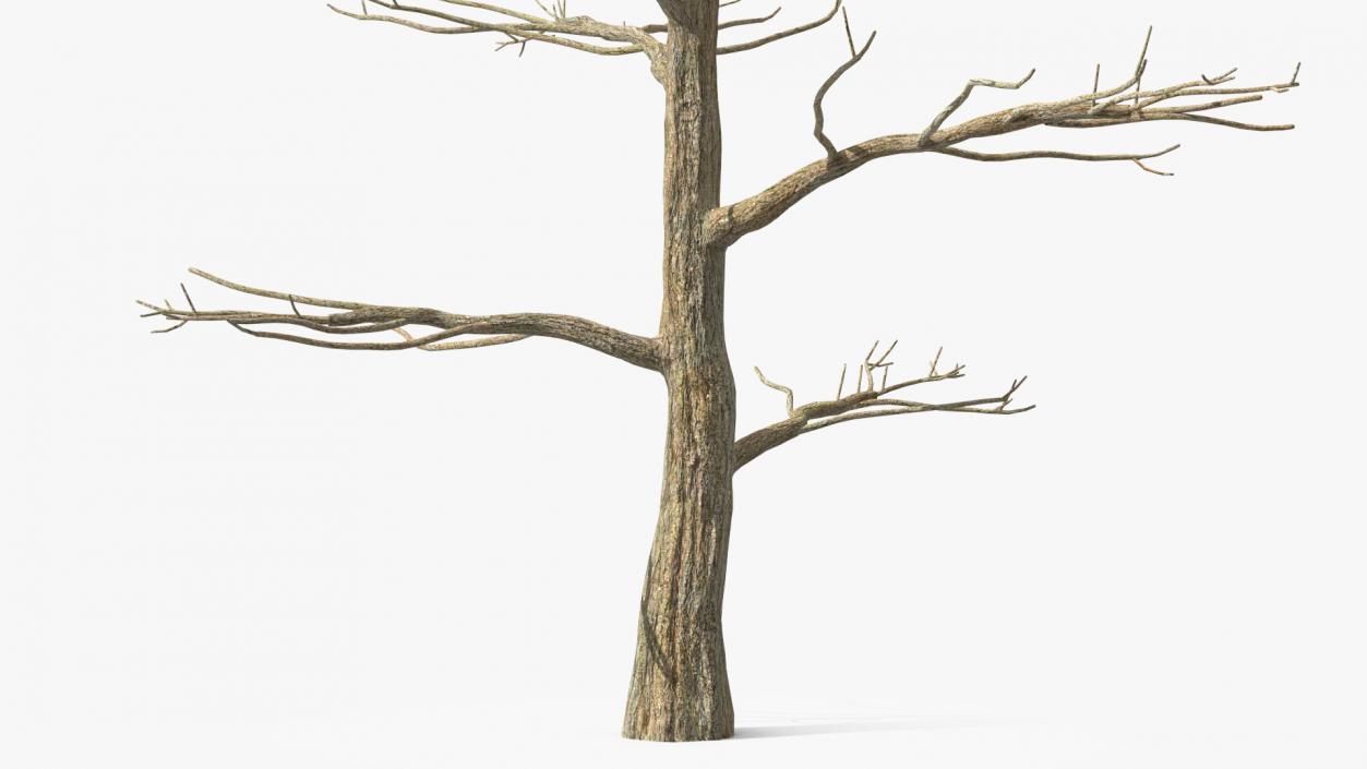 3D model Winter Trees Collection 6