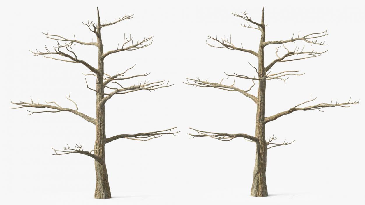 3D model Winter Trees Collection 6