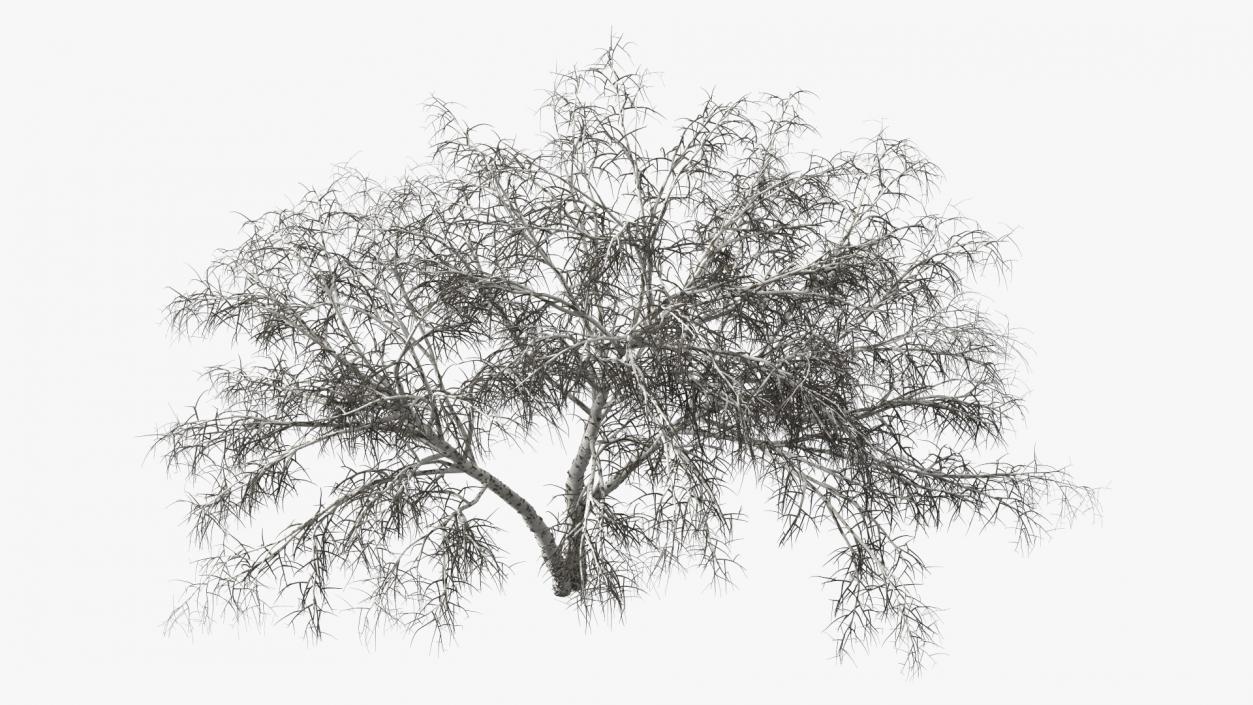 3D model Winter Trees Collection 6