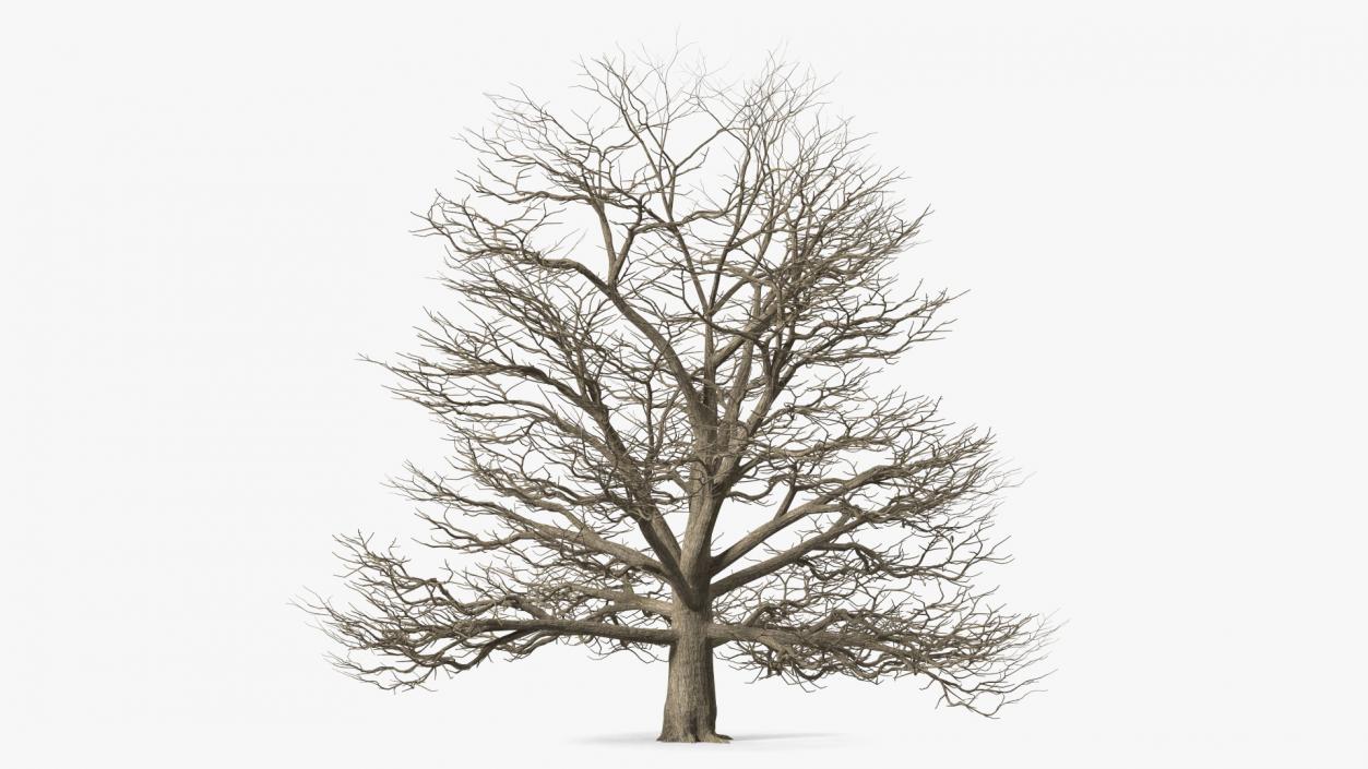 3D model Winter Trees Collection 6