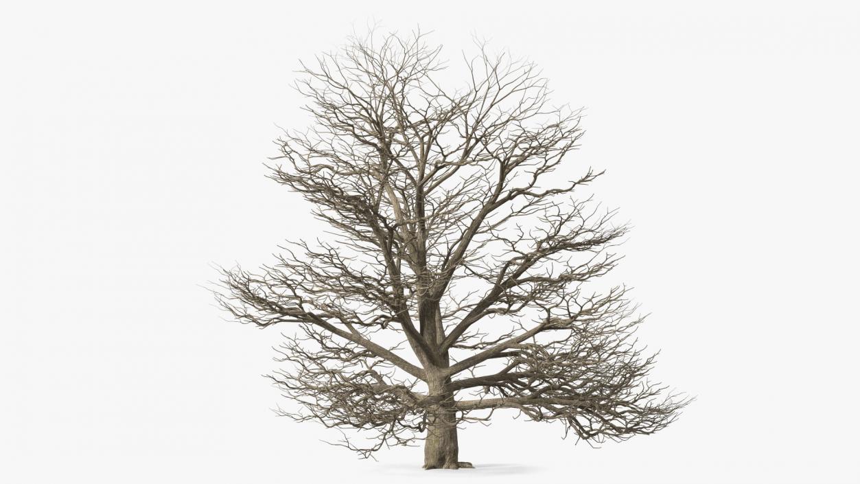 3D model Winter Trees Collection 6