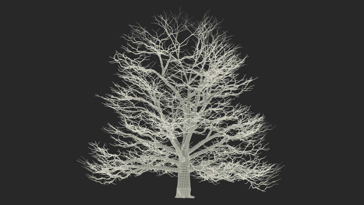 3D model Winter Trees Collection 6