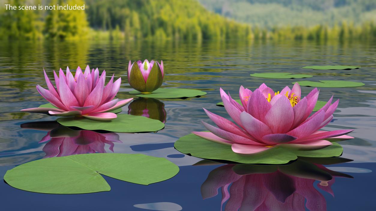 Water Lily Leaf Set 3D model