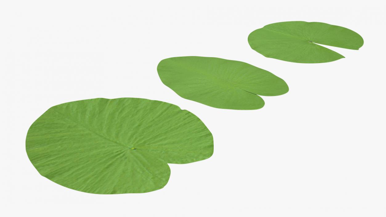 Water Lily Leaf Set 3D model