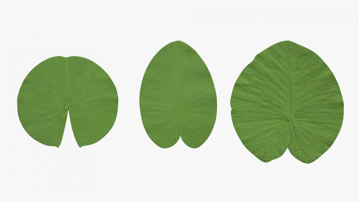 Water Lily Leaf Set 3D model