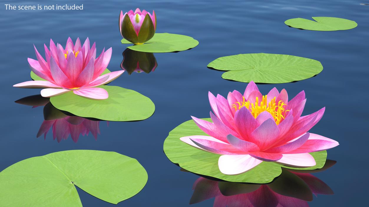 Water Lily Leaf Set 3D model