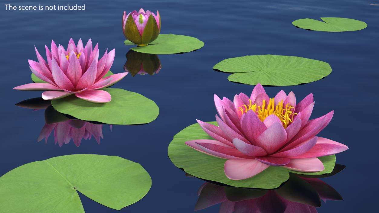 Water Lily Leaf Set 3D model