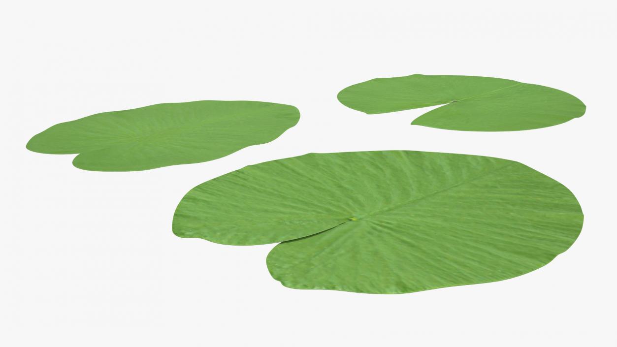 Water Lily Leaf Set 3D model